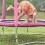 Plum Play Junior Springsafe Trampoline & Enclosure - Pink